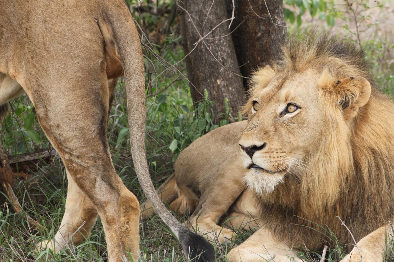 wildlife