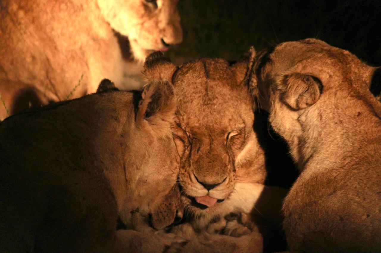wildlife